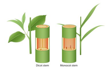 Dicot ve monocot sapının iç yapısı