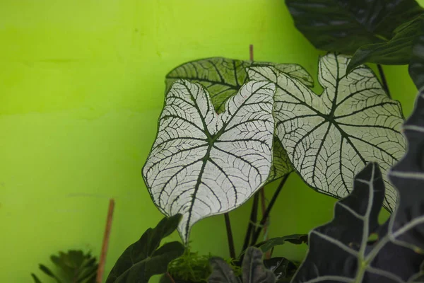 Arka Bahçesinde Büyük Beyaz Yaprakları Yeşil Damarları Olan Güzel Caladium — Stok fotoğraf