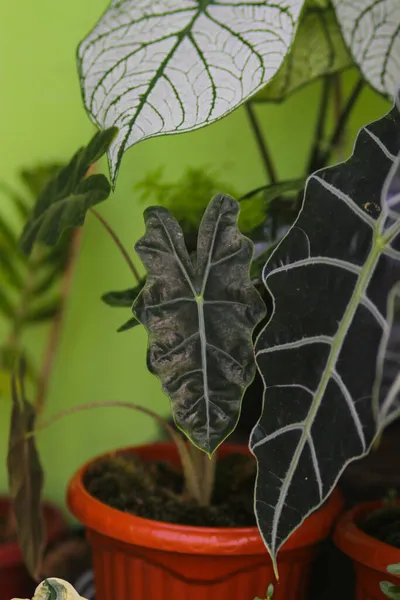 Arka Bahçedeki Güzel Tropikal Bitkisi Alocasia Amazonica Nın Yakın Görüntüsü — Stok fotoğraf