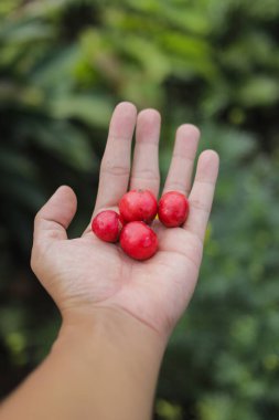 Flacourtia inermis, bilinen adıyla Lovi-Lovi, Batoko Plum, Tome-Tome, veya lobi-lobi. Tropikal meyveler görüntü depoluyor.