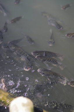 Nil tilapia balığı (ikan nila veya mujair olarak da bilinir) gün ortasında yerel bir Endonezya balık havuzunda oksijen solumak için yüzeye çıkar..