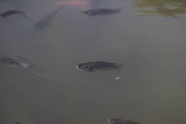 Nil tilapia balığı (ikan nila veya mujair olarak da bilinir) gün ortasında yerel bir Endonezya balık havuzunda oksijen solumak için yüzeye çıkar..