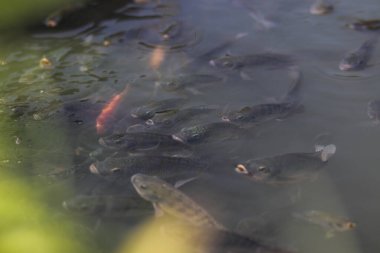Nil tilapia balığı (ikan nila veya mujair olarak da bilinir) gün ortasında yerel bir Endonezya balık havuzunda oksijen solumak için yüzeye çıkar..