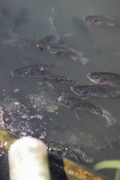Nil Tilapia Balığı Ikan Nila Veya Mujair Olarak Bilinir Gün — Stok fotoğraf