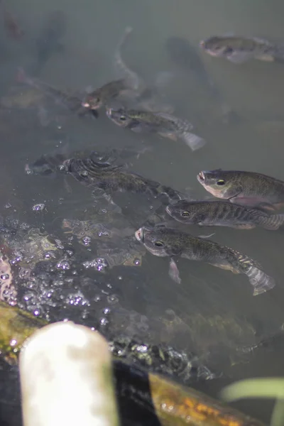 Niltilapia Fische Auch Bekannt Als Ikan Nila Oder Mujair Kommen — Stockfoto