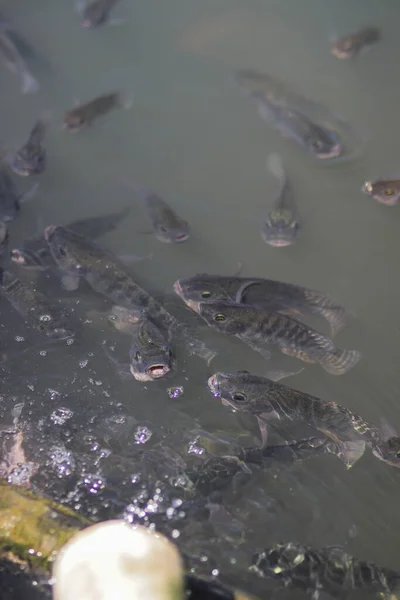 ナイル ティラピア 別名カニラ 英語版 またはムジャイル は真昼に地元のインドネシアの魚池で酸素を呼吸するために水面に現れる — ストック写真
