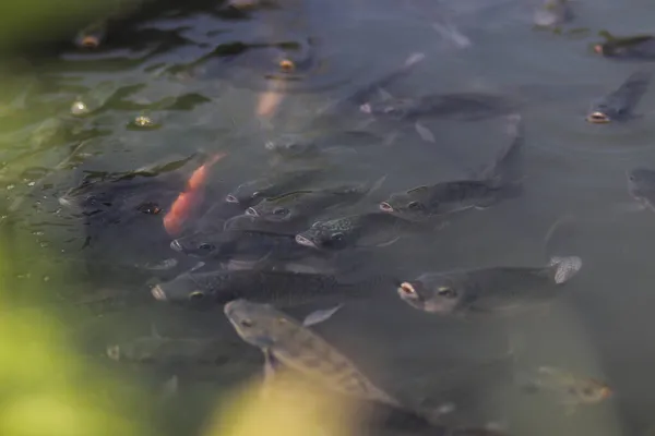 틸라피아 한낮에 인도네시아 연못에서 산소를 호흡하기 수면으로 나온다 — 스톡 사진
