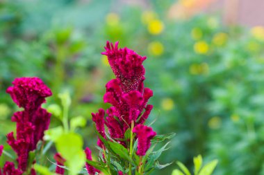 Bahçede yeşil yapraklar açan horoz tarağı çiçeği ya da Celosia kristali. Güzel Magenta Çiçeği Stok Resimleri.