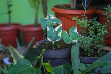 Caladium Mickey Mouse (Xanthosoma albomarginata), ayrıca taro faresi, fare Kupası, Pocket Plant olarak da bilinir. Değişik taro yaprakları.