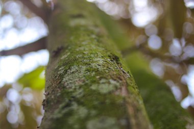 Sabahları arka planı bulanık, yosun dolu büyük bir Durian ağaç gövdesinin alçak açılı görüntüsü..