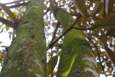 Sabahları arka planı bulanık, yosun dolu büyük bir Durian ağaç gövdesinin alçak açılı görüntüsü..