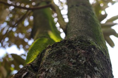 Sabahları arka planı bulanık, yosun dolu büyük bir Durian ağaç gövdesinin alçak açılı görüntüsü..