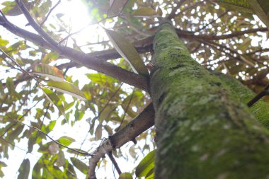 Sabahları arka planı bulanık, yosun dolu büyük bir Durian ağaç gövdesinin alçak açılı görüntüsü..