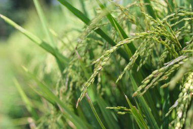 Pirinç ve çeltik tarlalarının yakın plan görüntüsü sabah tarlalarda bulanık