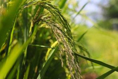 Pirinç ve çeltik tarlalarının yakın plan görüntüsü sabah tarlalarda bulanık