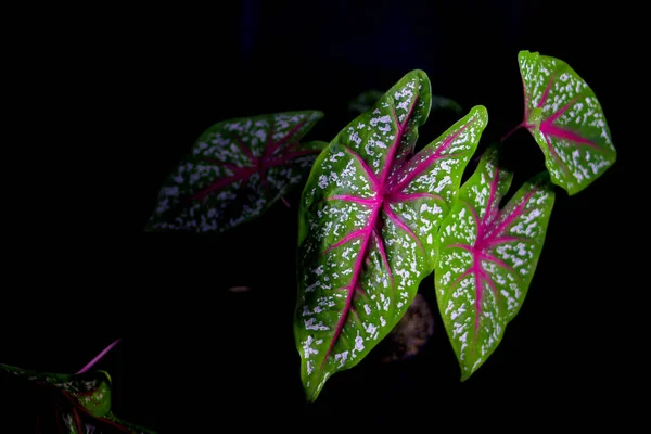 Κηπουρική Γκρο Πλαν Άποψη Του Caladium Κόκκινο Αστέρι Τρίχρωμος Πράσινα — Φωτογραφία Αρχείου