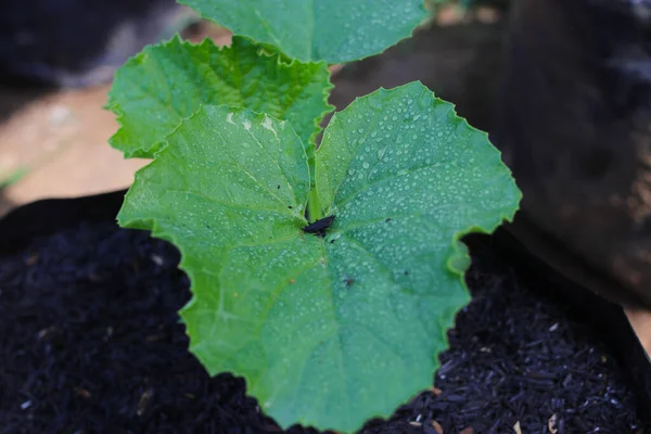 Vue Rapprochée Des Feuilles Melon Cultivées Maison Avec Des Gouttes — Photo