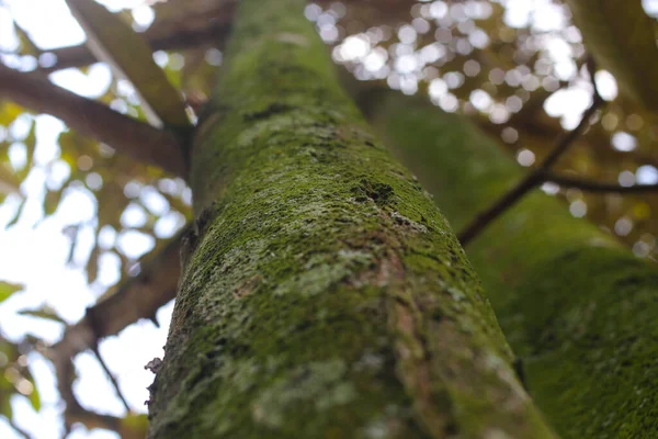 午前中に背景がぼやけている苔でいっぱいの大きなドリアンの木の幹の低角度ビュー — ストック写真