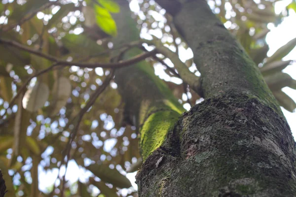 Vista Baixo Ângulo Grande Tronco Árvore Duriano Cheio Musgo Com — Fotografia de Stock