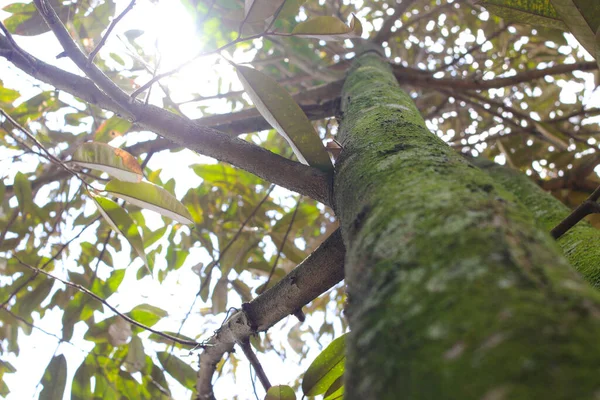 Sabahları arka planı bulanık, yosun dolu büyük bir Durian ağaç gövdesinin alçak açılı görüntüsü..