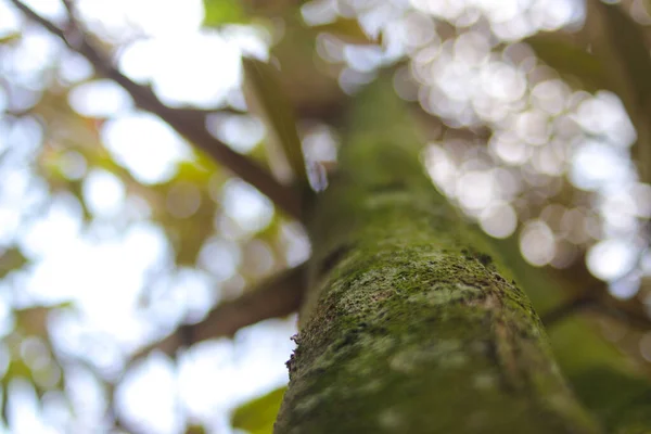 Low Angle View Big Durian Tree Trunk Full Moss Blurred — Stock Photo, Image
