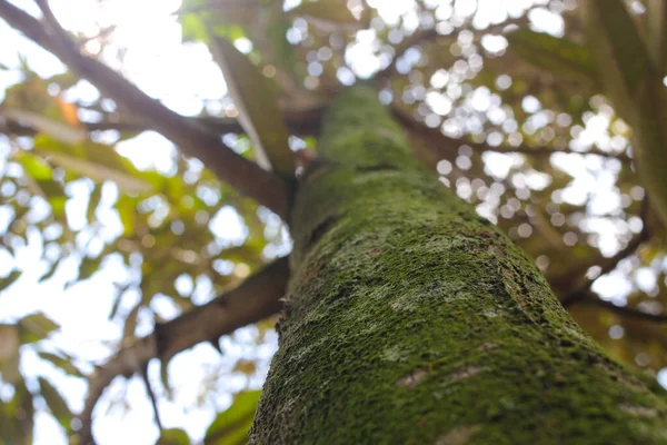 午前中に背景がぼやけている苔でいっぱいの大きなドリアンの木の幹の低角度ビュー — ストック写真