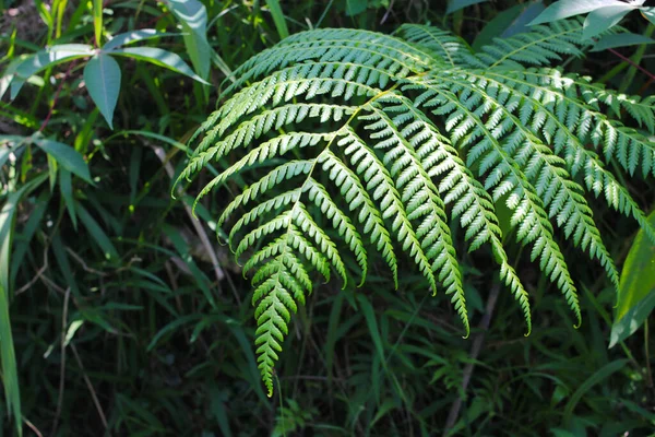 Nahaufnahme Der Schönen Grünen Farnblätter Indonesischen Regenwald Tropische Blätter Hintergrund — Stockfoto