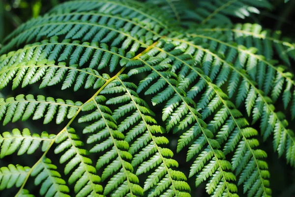 Nahaufnahme Der Schönen Grünen Farnblätter Indonesischen Regenwald Tropische Blätter Hintergrund — Stockfoto
