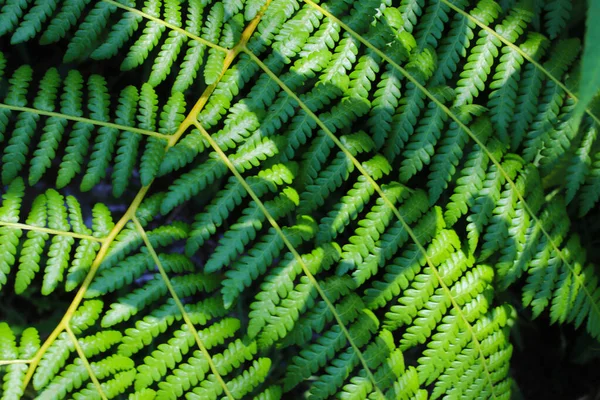 Крупный План Красивых Зеленых Листьев Папоротника Тропических Лесах Индонезии Тропические — стоковое фото