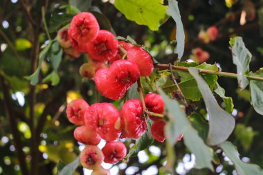 Ağaç dallarında asılı taze olgun kırmızı gül elmalarının yakın plan görüntüsü. Jambu air Merah (Syzygium aqueum), jambu Semarang (Syzygium samarangense) veya Malay Apple (Syzygium malaccense) olarak da bilinir.)