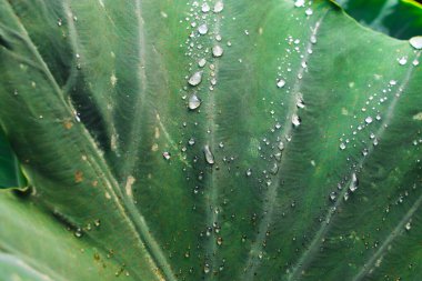 Sabahları taro yaprağının üzerindeki çiğ damlalarının yakın görüntüsü. Bahçıvanlık, saflık ve doğa konsepti.