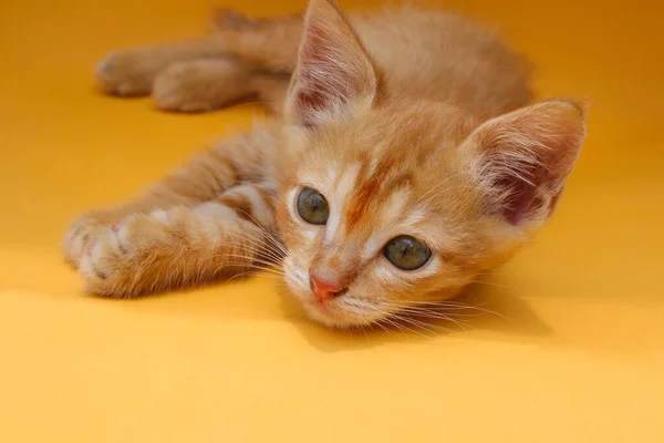 オレンジ色の背景に隔離されたカメラを眺めながら 可愛らしい黄色い子猫の姿を間近に見ることができます — ストック写真