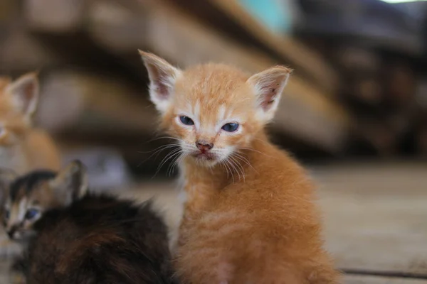 Vista Cerca Gatito Amarillo Con Los Ojos Inclinados Apenas Despertando — Foto de Stock