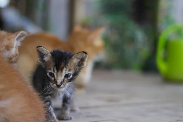 Cute Little Noworodka Kotek Wielobarwnego Futra Rozmycia Żółty Kot Matka — Zdjęcie stockowe