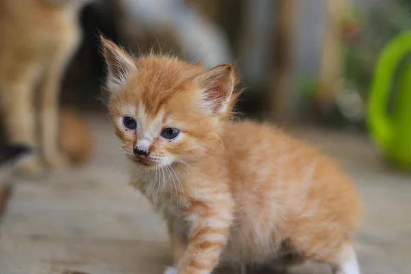 Pandangan Close Dari Anak Kucing Kuning Dengan Mata Miring Baru — Stok Foto