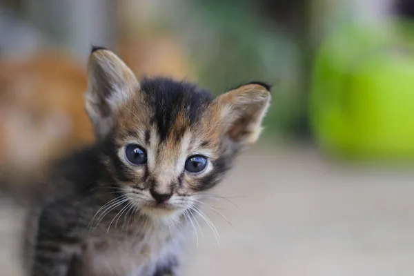 Close View Cute Little Newborn Kitten Multicolor Fur Looking Camera — Stock Photo, Image
