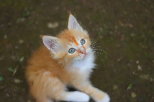 かわいい黄色の子猫のクローズアップビューが裏庭のカメラを見上げています — ストック写真
