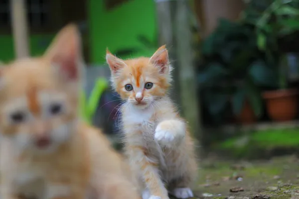 Vista Cerca Gatito Amarillo Está Jugando Con Hermano Patio Trasero — Foto de Stock