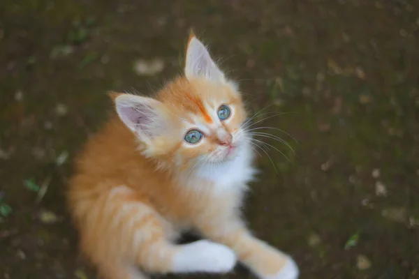 Közelkép Egy Aranyos Sárga Cica Néz Fel Kamera Kertben — Stock Fotó