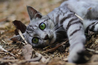 Çizgili vahşi bir kedinin yere uzanmış görüntüsü ormandaki kameraya bakıyor.
