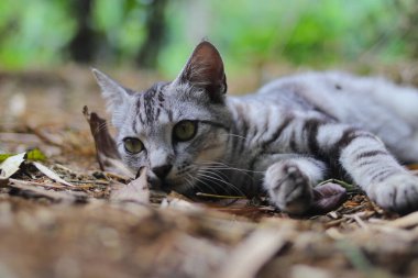 Çizgili vahşi bir kedinin yere uzanmış görüntüsü ormandaki kameraya bakıyor.