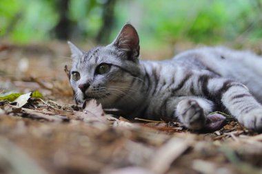 Çizgili vahşi bir kedinin yere uzanmış görüntüsü ormandaki kameraya bakıyor.