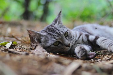 Çizgili vahşi bir kedinin yere uzanmış görüntüsü ormandaki kameraya bakıyor.