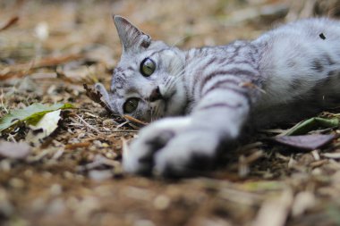 Çizgili vahşi bir kedinin yere uzanmış görüntüsü ormandaki kameraya bakıyor.