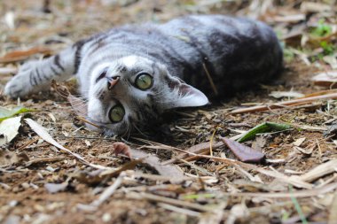 Çizgili vahşi bir kedinin yere uzanmış görüntüsü ormandaki kameraya bakıyor.