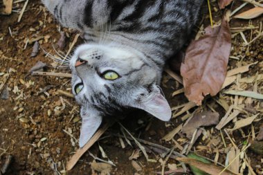 Çizgili vahşi bir kedinin yere uzanmış görüntüsü ormandaki kameraya bakıyor.