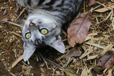 Çizgili vahşi bir kedinin yere uzanmış görüntüsü ormandaki kameraya bakıyor.