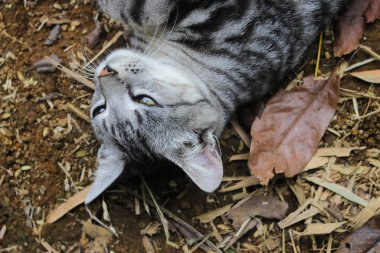 Çizgili vahşi bir kedinin yere uzanmış görüntüsü ormandaki kameraya bakıyor.