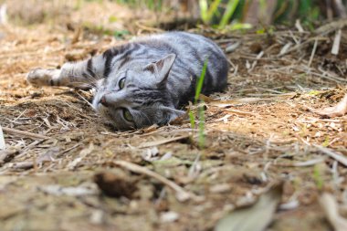 Çizgili vahşi bir kedinin yere uzanmış görüntüsü ormandaki kameraya bakıyor.