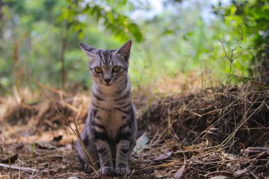 Bulanık arka planı olan meraklı çizgili vahşi bir kedinin yakın çekim görüntüsü ormanda kameraya bakıyor.
